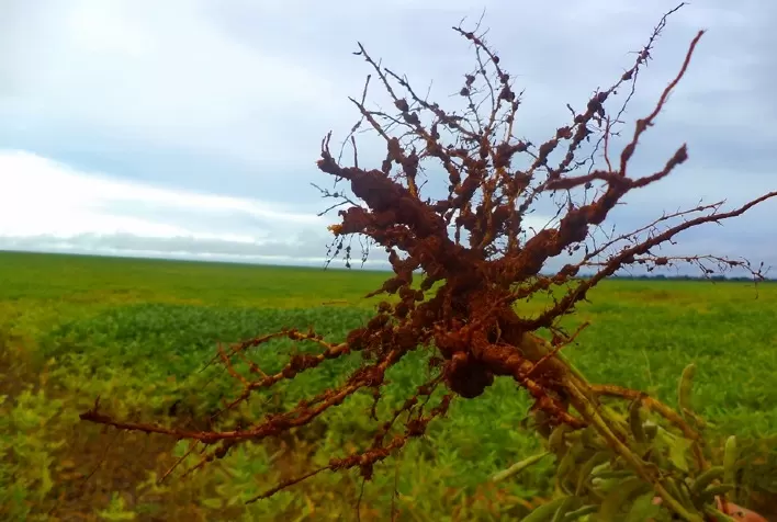 Nematoides causam bilhões em prejuízos
