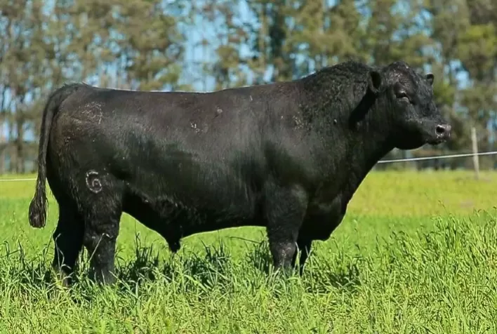 Angus e Brangus Capanegra estarão em pista na próxima terça-feira