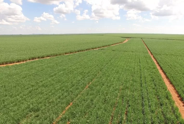 Irrigação por gotejamento já é uma necessidade para garantir longevidade dos canaviais e mitigar problemas de estiagem