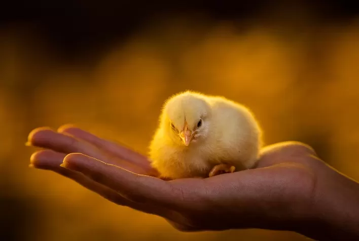 Divulgados relatórios do Projeto Campo Futuro de aves e suínos em SC