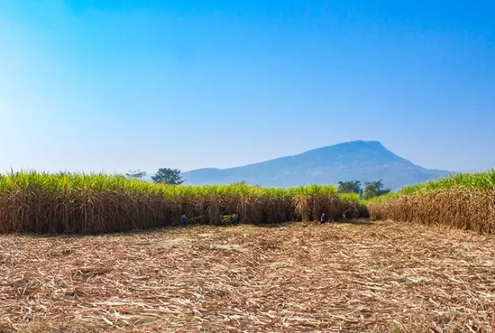 Com menos cana, unidades sucroenergéticas compram biomassa para continuar cogerando energia