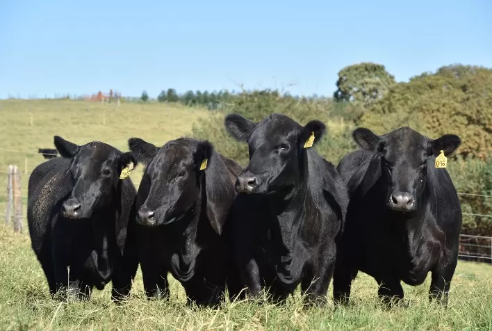 Leilão Primavera Casa Branca fatura R$ 3,9 milhões, cresce 20% e vende animais para Camboja