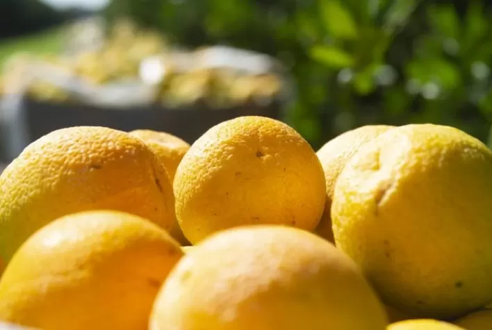 China pode proibir importação de laranja de Taiwan