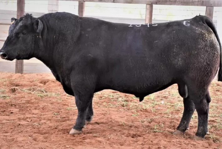 Remate de Reprodutores tem média de R$ 17,6 mil para touros Angus