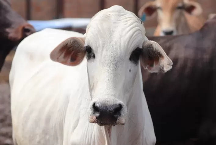 Portfólio Elanco reúne eficaz combinação para o tratamento da Tristeza Parasitária Bovina