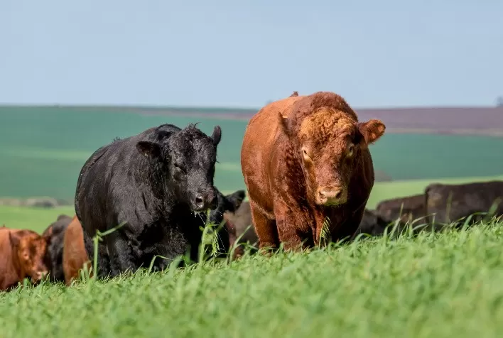 Cabanha Tellechea e Cabanha Soldera vencem Ranking Angus 2021