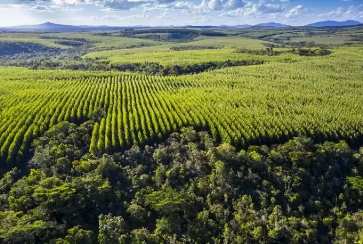 Eucalipto é alternativa de negócio para produtores rurais baianos