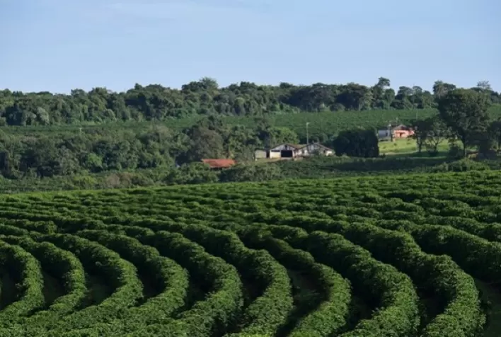 Unifran apresenta pesquisa que traz soluções no combate as pragas dos cafezais