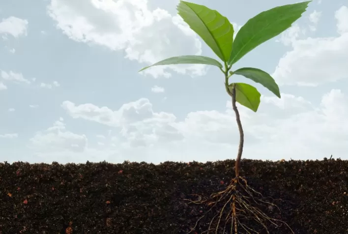 Terra Nascente Fertilizantes aposta em fertilizante orgânico para enfrentar crise hídrica