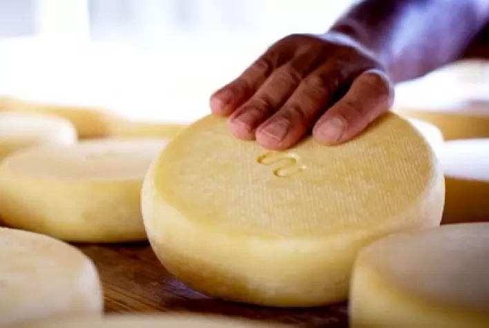 Leite de qualidade é o primeiro passo para produzir um bom queijo