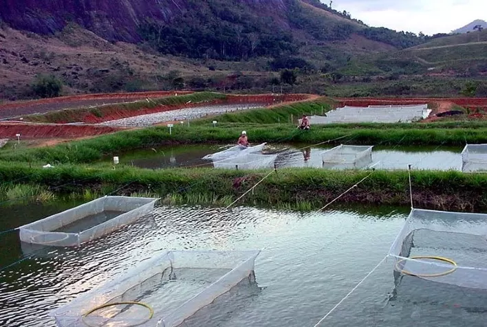 Aquicultura é o setor agroalimentar que mais cresce