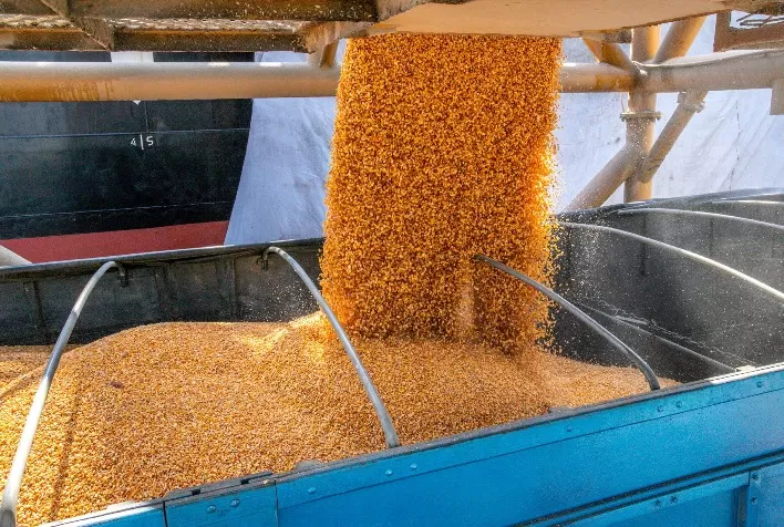 Após quatro anos, Mato Grosso voltou a importar milho
