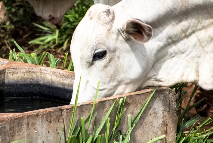 Marfrig realiza webinar sobre importância da água na produtividade do gado