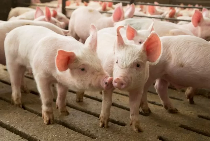 Suínos: manejo e nutrição com prebióticos agrega valor às pequenas criações