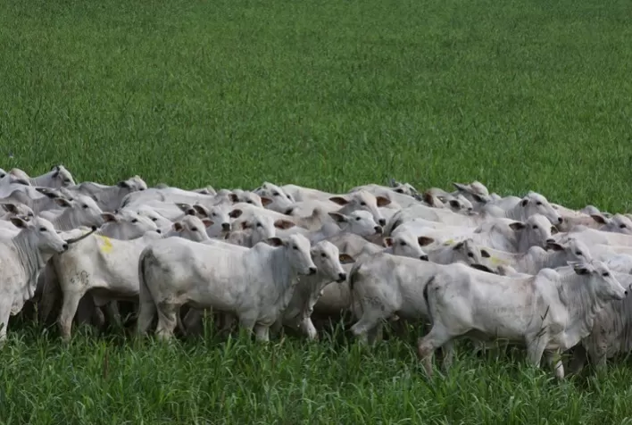 Rebanho bovino cresceu 1,5% em 2020 e chegou a 218,2 milhões de cabeças