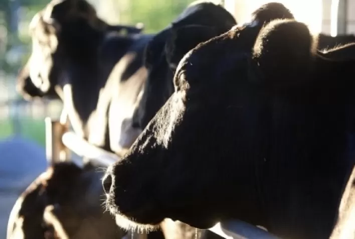 Estratégias de manejo de pastagem e de condicionamento da recria na transição acelera a recuperação dos animais