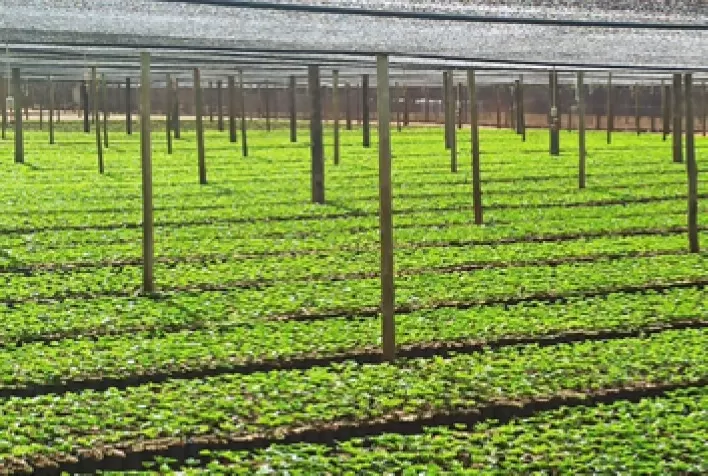 Sistemas apropriados de irrigação garantem a viveiristas eficiência na produção de mudas de café