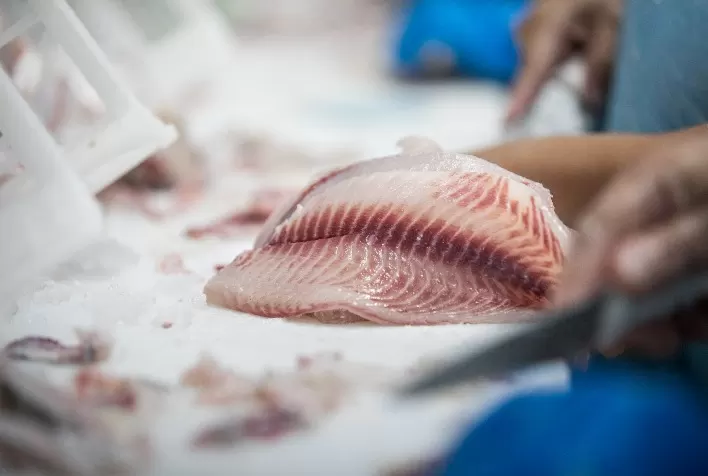 Tecnologias nutricionais promovem maior frescor e qualidade da carne de pescados