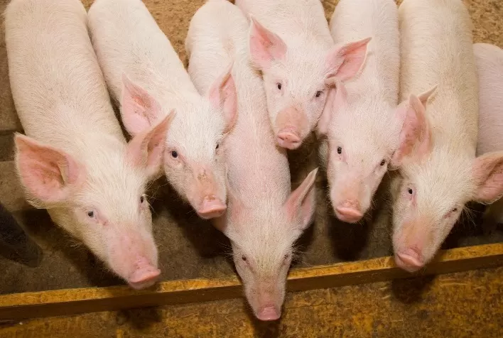 Nutrição e imunidade caminham juntas para manter saúde e produtividade de suínos