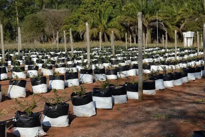 Simpósio Vale do Mirtilo novo projeto Coplacana e Avance hub