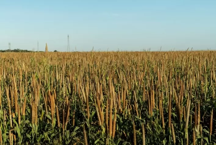 Milheto ADR 300 gera quase R$ 5 mil de economia por hectare