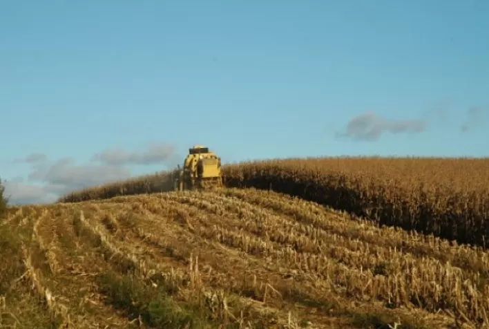 Produção de milho pode crescer 2,5 milhões de toneladas em SC sem ampliar área plantada