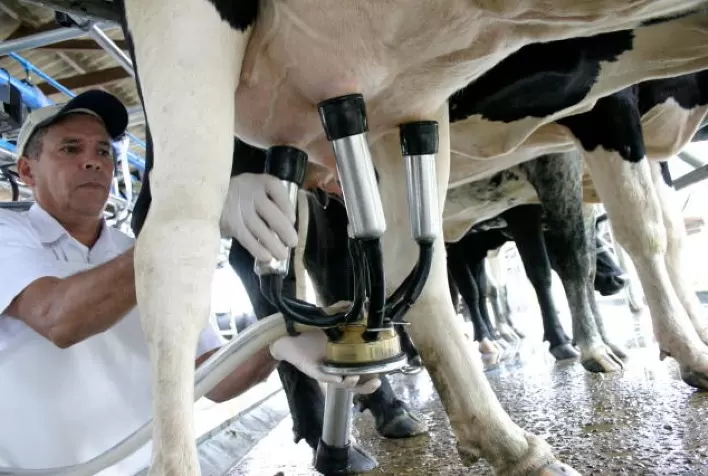 Preço do leite sobe menos que os custos. Nutrição de qualidade e assistência técnica ajudam a manter alta produtividade