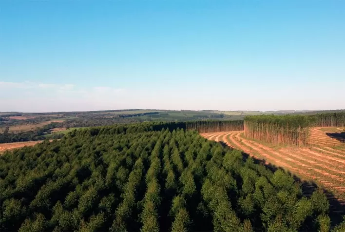 Florestas plantadas no Brasil somam 9,3 milhões de hectares em 2020