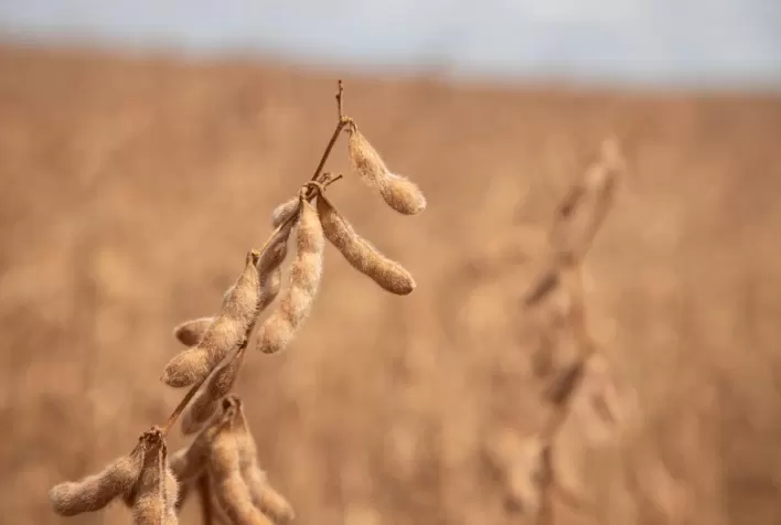 Produtores rurais priorizam uso de sementes com alto potencial produtivo