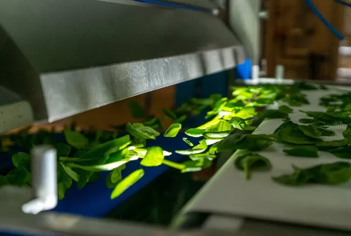 TOMRA Food: Ajudando os processadores de vegetais a obter segurança alimentar e qualidade do produto