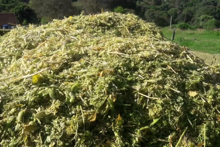 Inoculantes para silagem: qual bactéria você realmente precisa