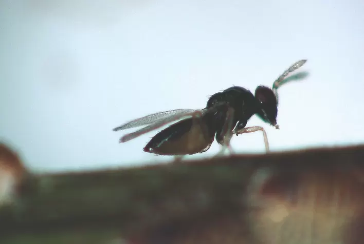 Vespinha ajuda na luta contra doença capaz de devastar plantações de laranja