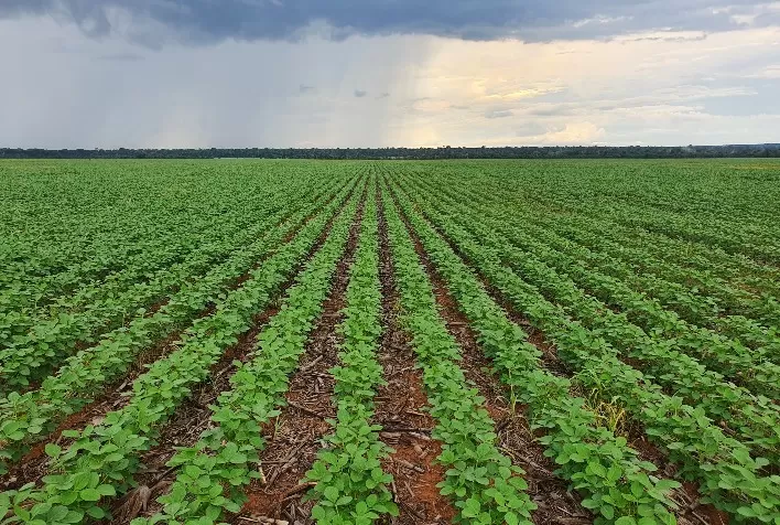 Sementes de Verdade: das análises até a entrega aos agricultores