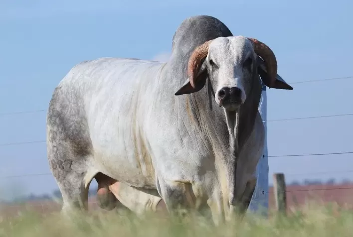 Touro Nelore melhorador aumenta eficiência dos pecuaristas