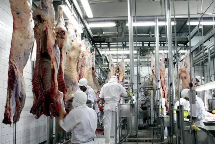 Médio Norte é a única região onde capacidade da atividade no abate de gado teve aumento