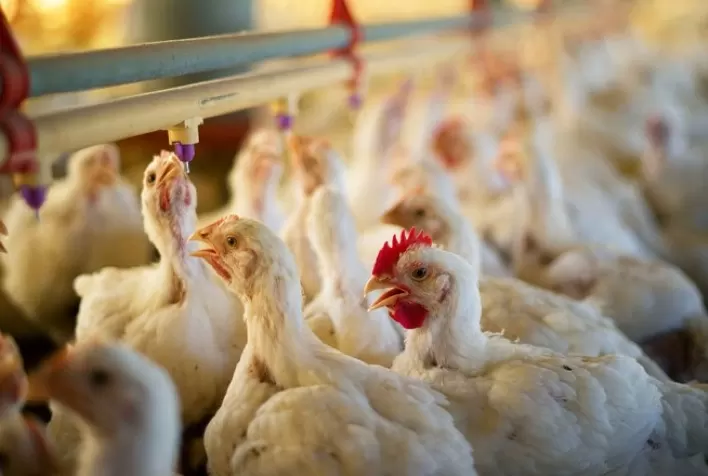 Desempenho do frango (vivo e abatido) na 40ª semana de 2021, segunda de outubro