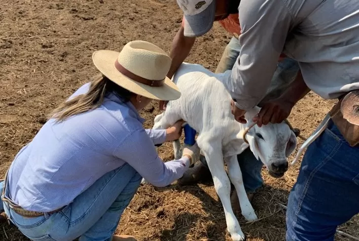 Manejo correto para a cura do umbigo em bezerros recém-nascidos evita infecções e doenças