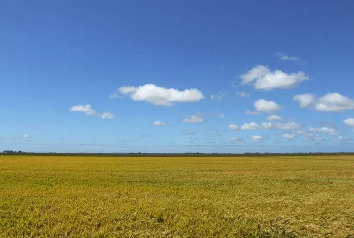 Gestão financeira é fundamental para amenizar custos na propriedade rural