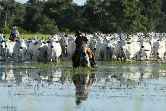 Com modelo sustentável pecuarista pode receber R$ 91,50 a mais por cabeça