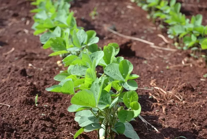 Harvest Agro nasce com foco em novas tecnologias para aplicação e nutrição das plantas