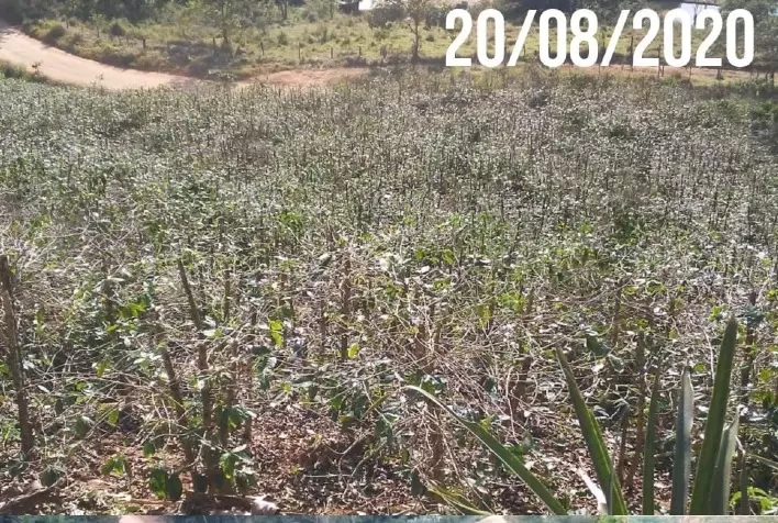 ATeG Café+Forte transforma lavoura em Tombos