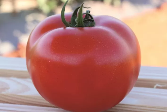 Lançamento: Tomate Garra é a solução para plantio em condições adversas
