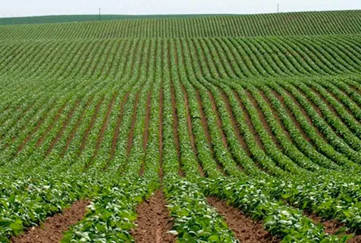 Pragas, falta de mão de obra e desperdícios: como superar os desafios que persistem no campo