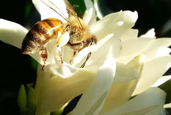 Receita agronômica é aliada na proteção de polinizadores