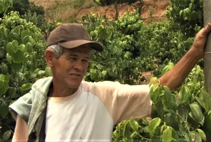 Produtores do Vale do Rio Doce investem na diversificação de culturas para ampliar a renda