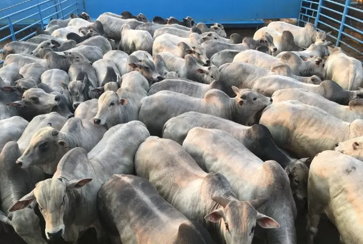 16ª etapa do Circuito Nelore de Qualidade 2021 em Naviraí (MS) apresenta os primeiros lotes de animais com pai identificado