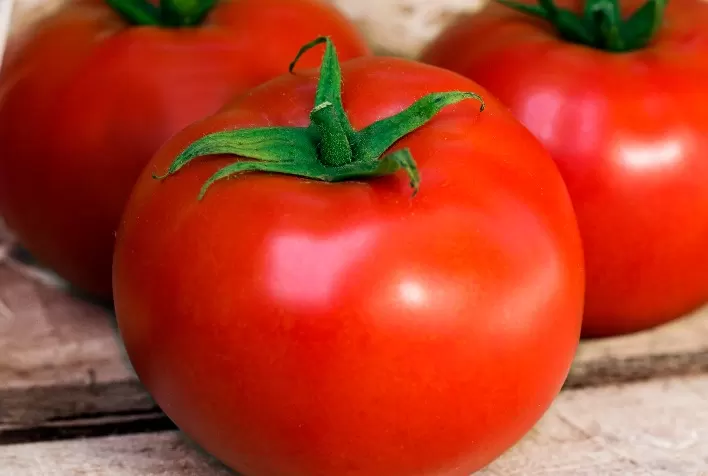 Tomate: Preços têm ligeira queda, mas seguem em patamar elevado