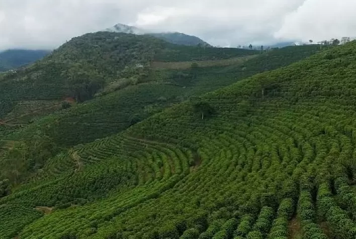 Começa a segunda etapa do Concurso Estadual de Qualidade dos Cafés de Minas Gerais