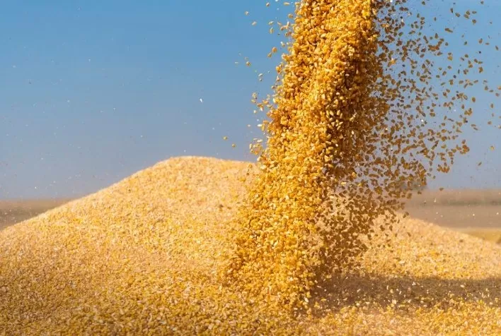 Pioneer® segue líder no mercado de sementes de milho no Brasil pelo 15º ano e apresenta novos híbridos para a safrinha