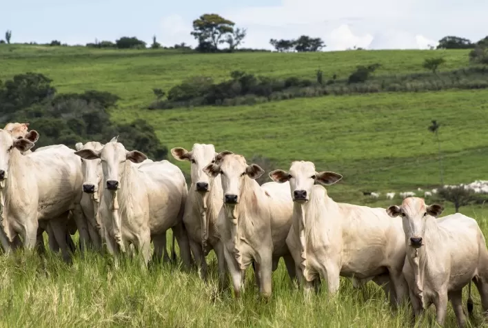 Alimentação privativa de bezerros pode aumentar em mais de 30 kg o peso na desmama